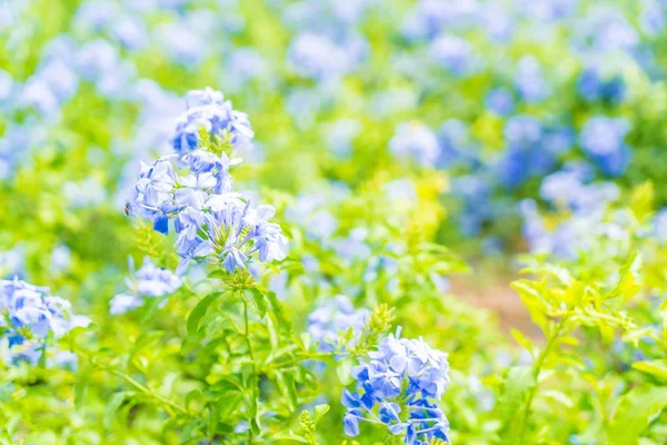 Muchas flores de hortensias azules en el jardín — Foto de Stock