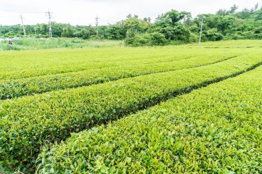 Organik çay bahçesi görünümü