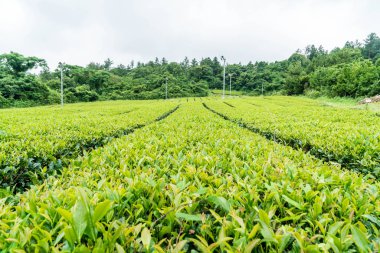 Organik çay bahçesi görünümü