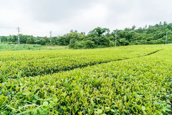 Organik çay bahçesi görünümü