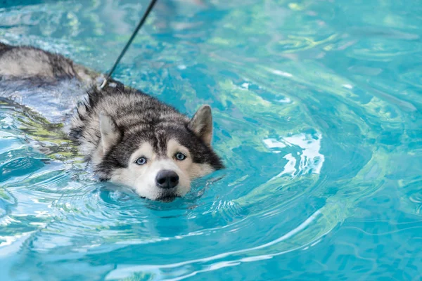 Syberien husky nadando na piscina — Fotografia de Stock