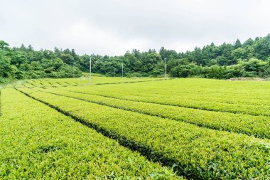 Organik çay bahçesi görünümü