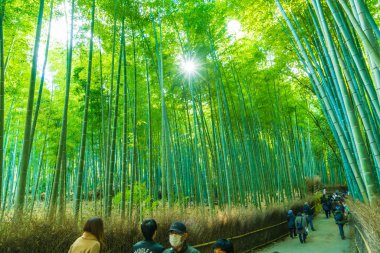 Kyoto, Japonya - 23 Kasım 2016: Arashiyama, Kyoto, bambu ormanı