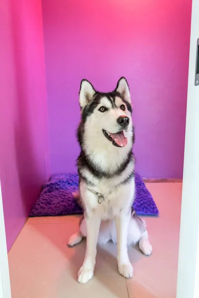 Syberien husky no quarto — Fotografia de Stock