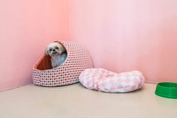 Собака на ліжку для тварин — стокове фото