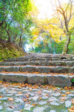 Arashiyama çiçek açan kırmızı akçaağaç yaprakları ile yol yürümek