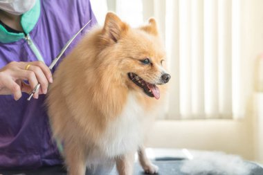 Salon de bakımlı köpek