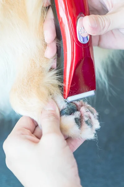 Dog getting groomed at salon — Stock Photo, Image