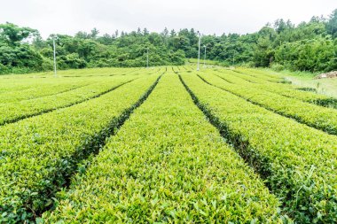 Organik çay bahçesi görünümü