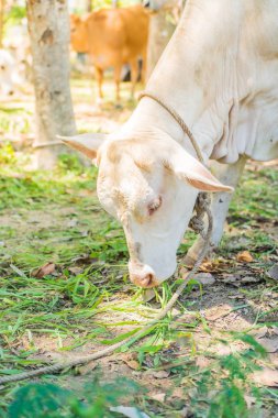 İnek eatting çimen