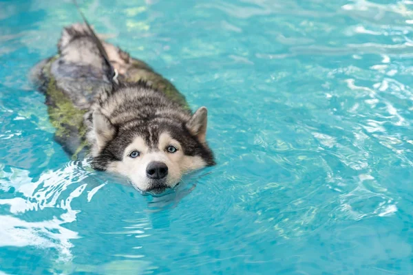 Syberien husky nadando na piscina — Fotografia de Stock