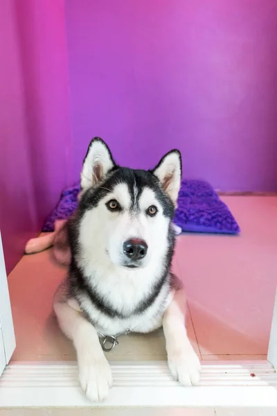 Syberien husky en la habitación — Foto de Stock