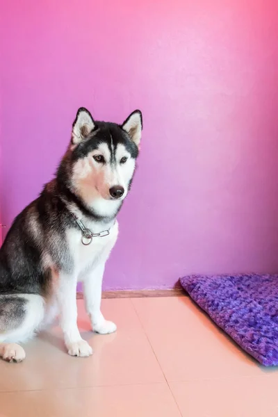 Syberien husky in room — Stock Photo, Image