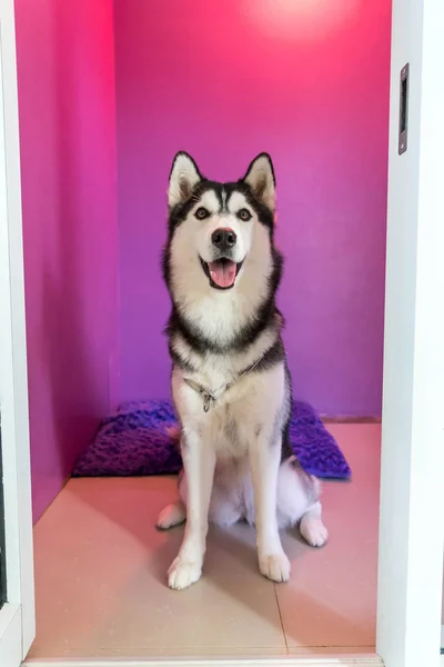 Syberien husky no quarto — Fotografia de Stock