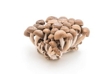 Yanagi Mutsutake (Japon mantar)