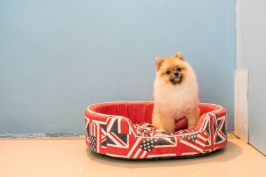 köpek üstünde evde beslenen hayvan yatak