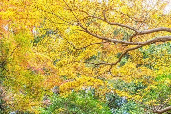 Red maple leaves blooming at Arashiyama — Stock Photo, Image