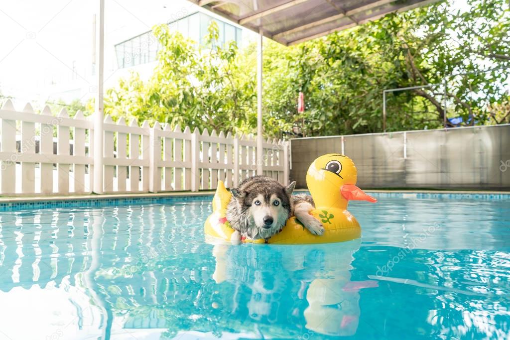 syberien husky swimming in the pool with swim ring