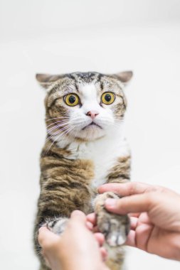 Yakın çekim güzel Gri kedi