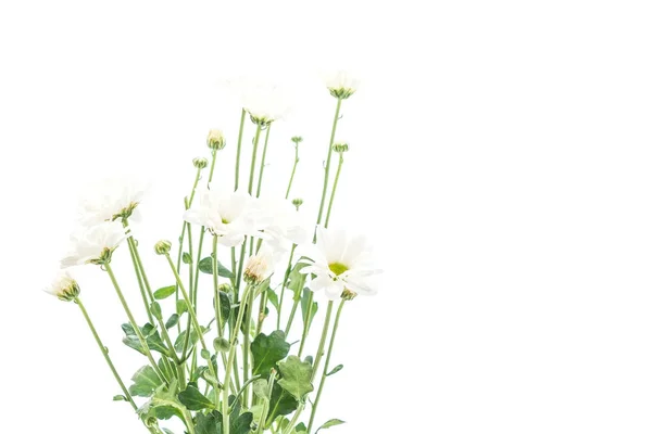 Weiße Mutterblumen — Stockfoto