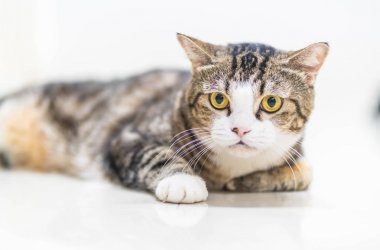 Yakın çekim güzel Gri kedi