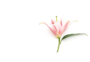  Lilly çiçek beyaz arka plan üzerinde
