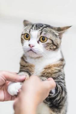 Yakın çekim güzel Gri kedi