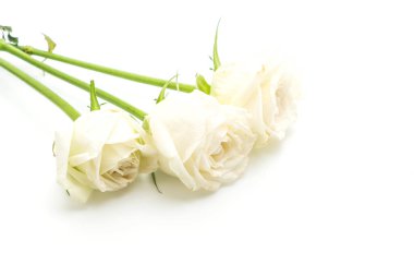 beyaz zemin üzerine beyaz gül