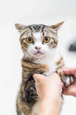 Yakın çekim güzel Gri kedi