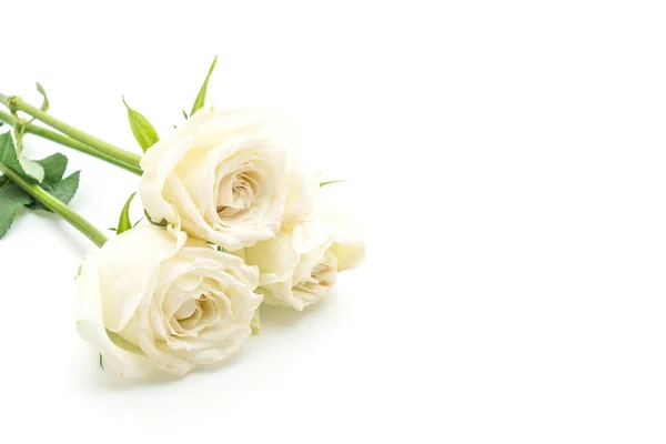 Rosa branca sobre fundo branco — Fotografia de Stock