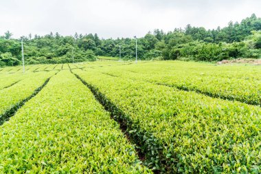 Organik çay bahçesi görünümü