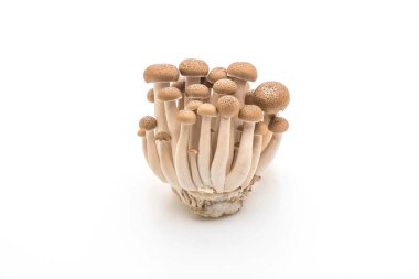 taze shiitake mantar 