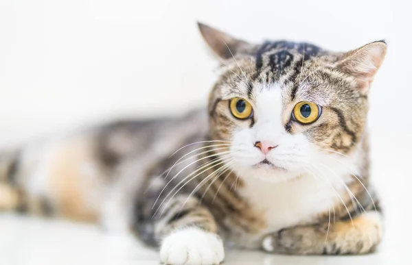 Крупным планом красивая серая кошка — стоковое фото
