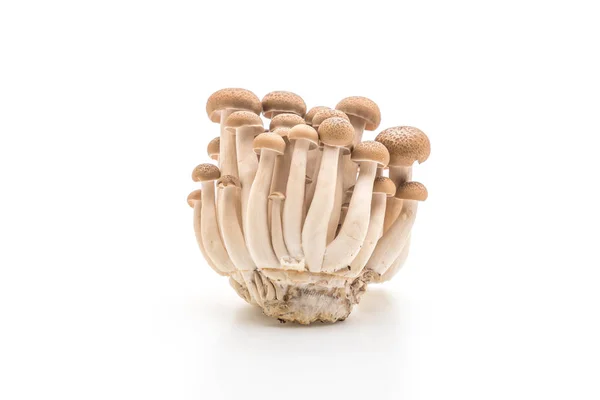 Friss shiitake gomba — Stock Fotó