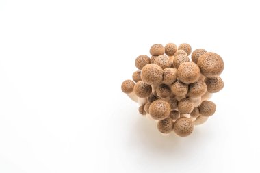 taze shiitake mantar 