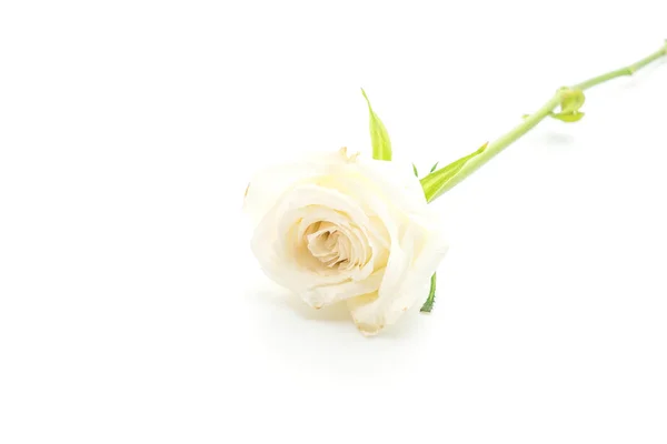 White rose on white background — Stock Photo, Image