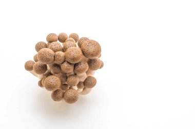 taze shiitake mantar 