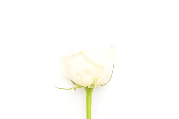 Rosa branca sobre fundo branco — Fotografia de Stock