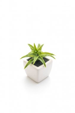 Cam vazo içinde sunulan plastik bitki