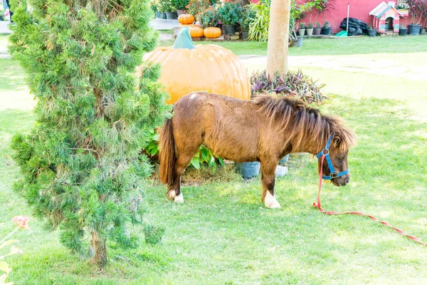 Mini caballo enano en la granja . —  Fotos de Stock