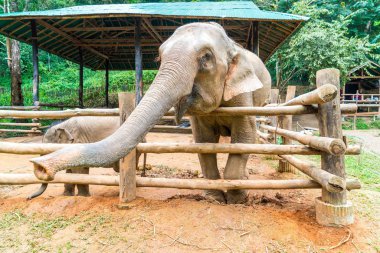 elephant at Chiang Mai, Thailand