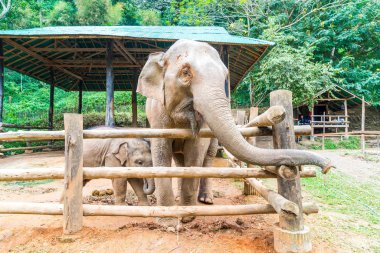 elephant at Chiang Mai, Thailand