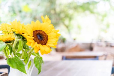 Güneş çiçek vazosu