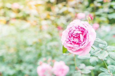 Gül bahçesinde çiçek 