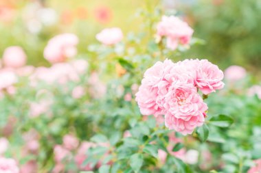 Gül bahçesinde çiçek 