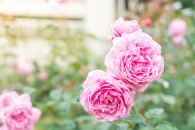 Gül bahçesinde çiçek 