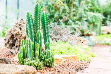 houseplant güzel kaktüs