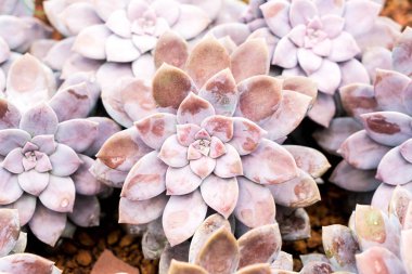 houseplant güzel kaktüs