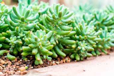 houseplant güzel kaktüs