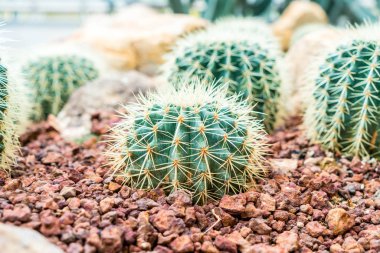 houseplant güzel kaktüs